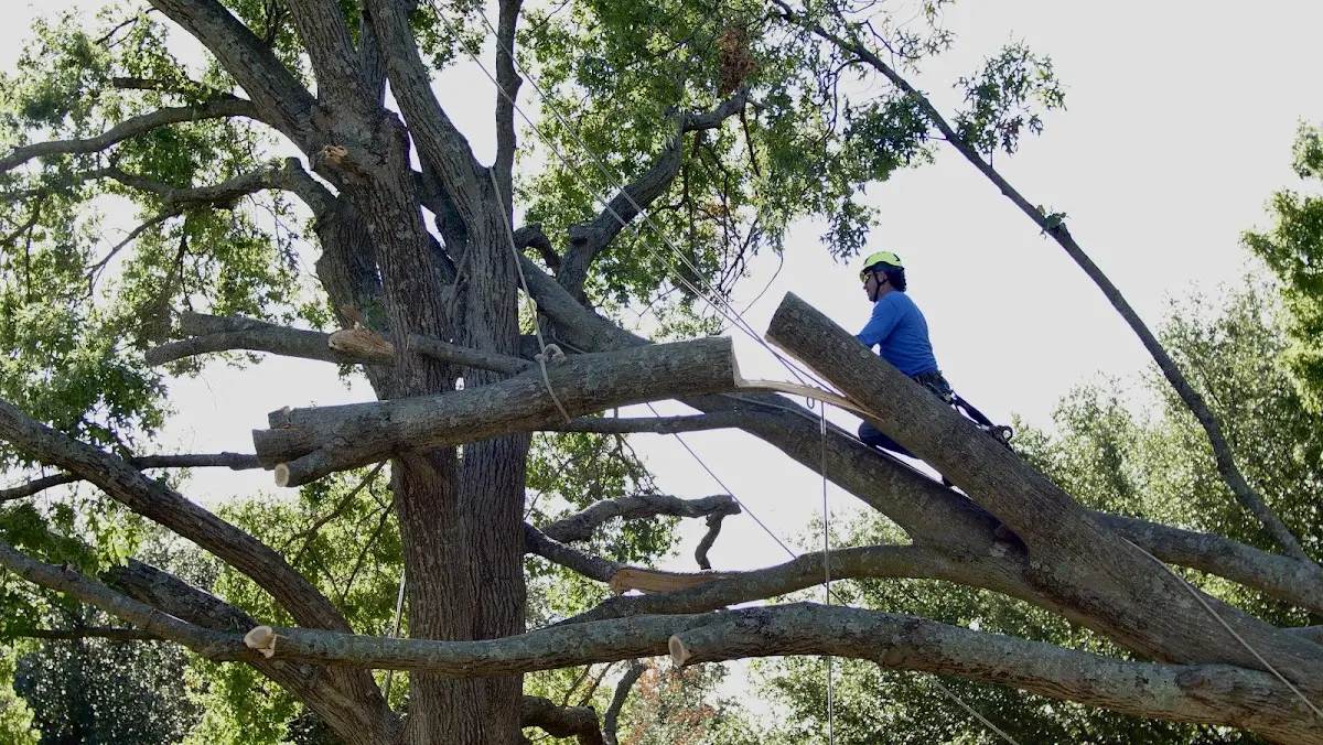 Professional Crown Thinning performed by certified arborists in Versailles